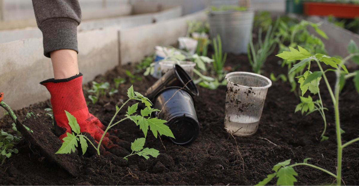 Planting young tomatoes